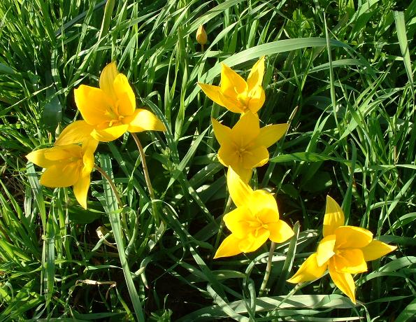 Tulipa sylvestris